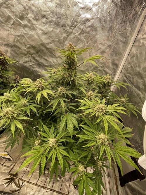 Cherry Cola Auto RF3. Week 9