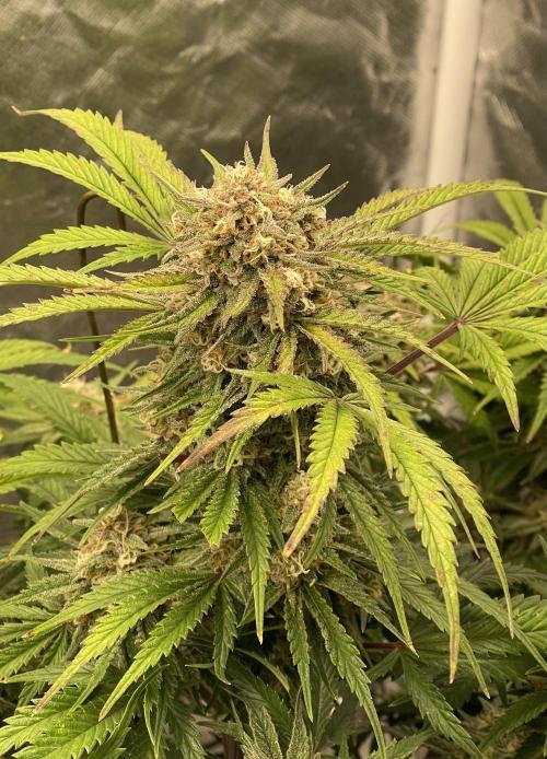 Cherry Cola RF3 #1. Week 10