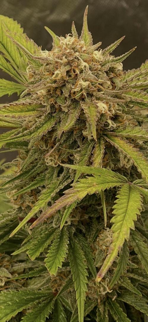 Cherry Cola RF3 #1. Week 10