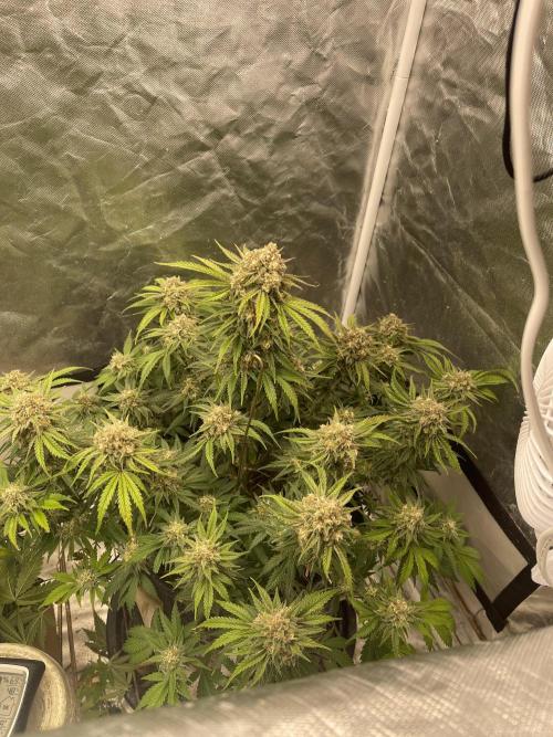 Cherry Cola RF3 #1. Week 10