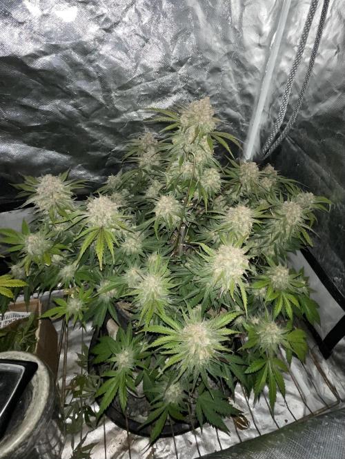 Cherry Cola RF3 #1. Week 10