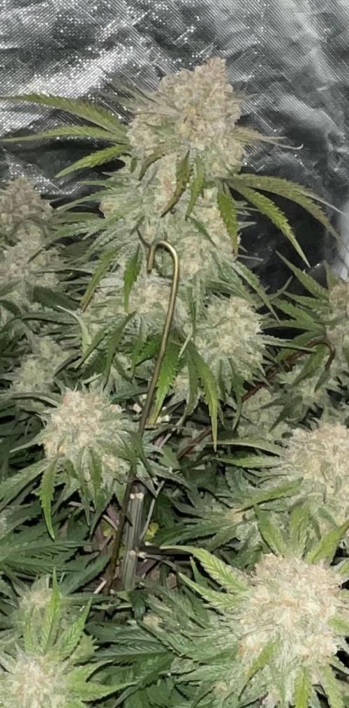 Cherry Cola RF3 #1. Week 10