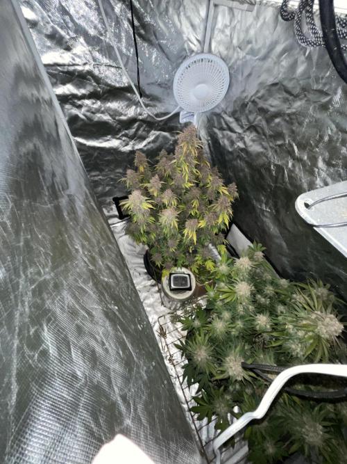 Cherry Cola Auto RF3. Week 10