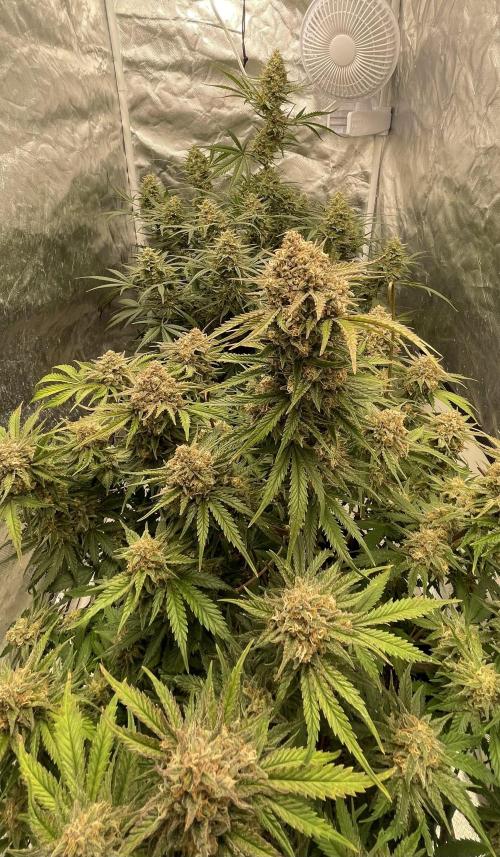 Cherry Cola RF3 #1. Week 11