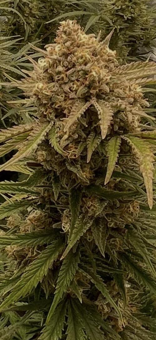 Cherry Cola RF3 #1. Week 11