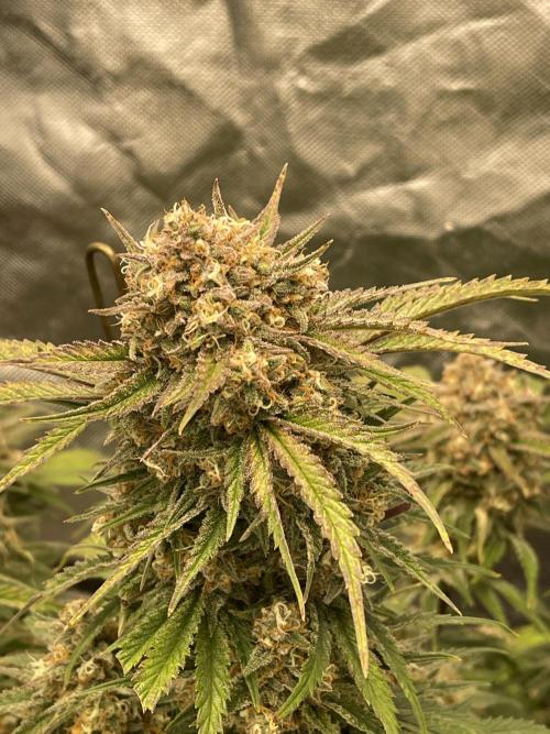Cherry Cola RF3 #1. Week 11