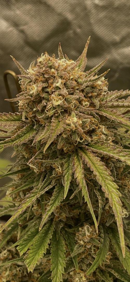 Cherry Cola RF3 #1. Week 11