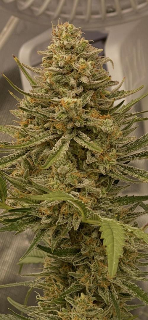 Cherry Cola Auto RF3. Week 11