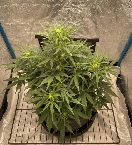Apple Strudel Autoflower #2. Week 5