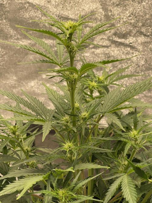 Apple Strudel Autoflower #2. Week 5