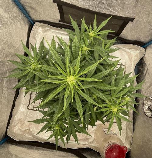 Apple Strudel Autoflower #2. Week 5