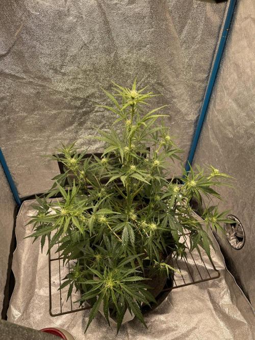 Apple Strudel Autoflower #2. Week 6