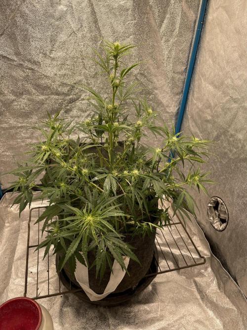 Apple Strudel Autoflower #2. Week 6