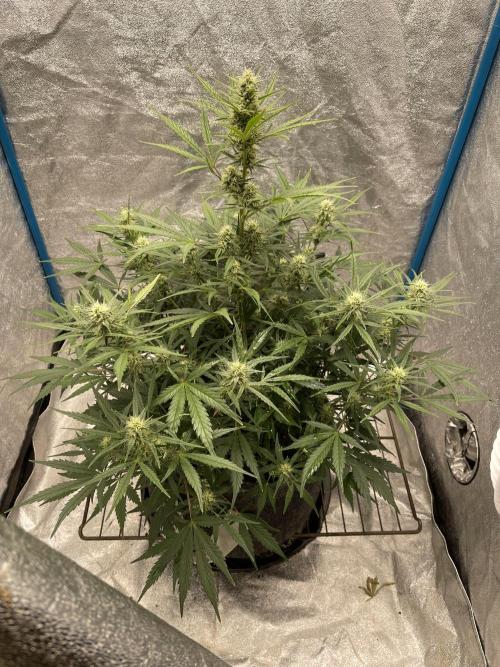 Apple Strudel Autoflower #2. Week 8