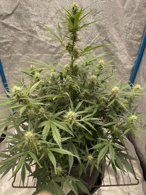 Apple Strudel Autoflower #2. Week 8