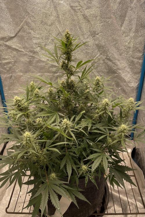 Apple Strudel Autoflower #2. Week 8