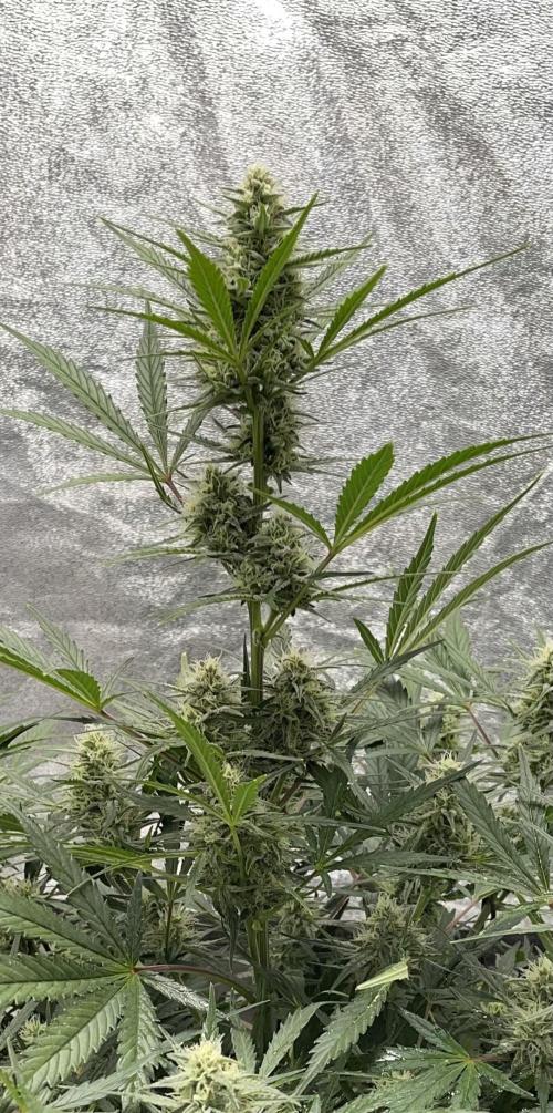 Apple Strudel Autoflower #2. Week 8