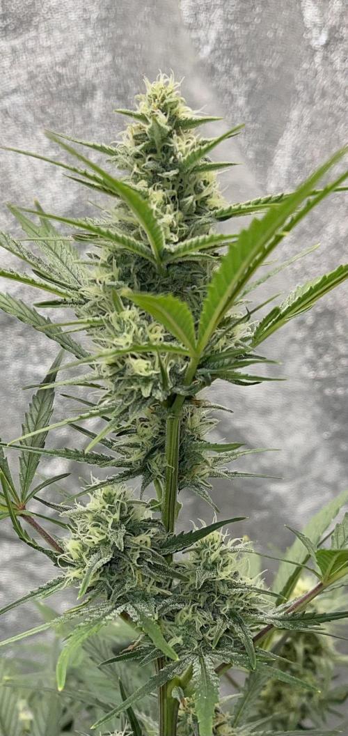 Apple Strudel Autoflower #2. Week 8