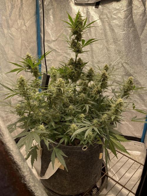 Apple Strudel Autoflower #2. Week 9