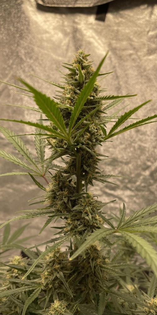 Apple Strudel Autoflower #2. Week 9