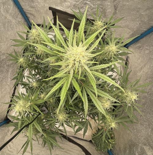 Apple Strudel Autoflower #2. Week 9