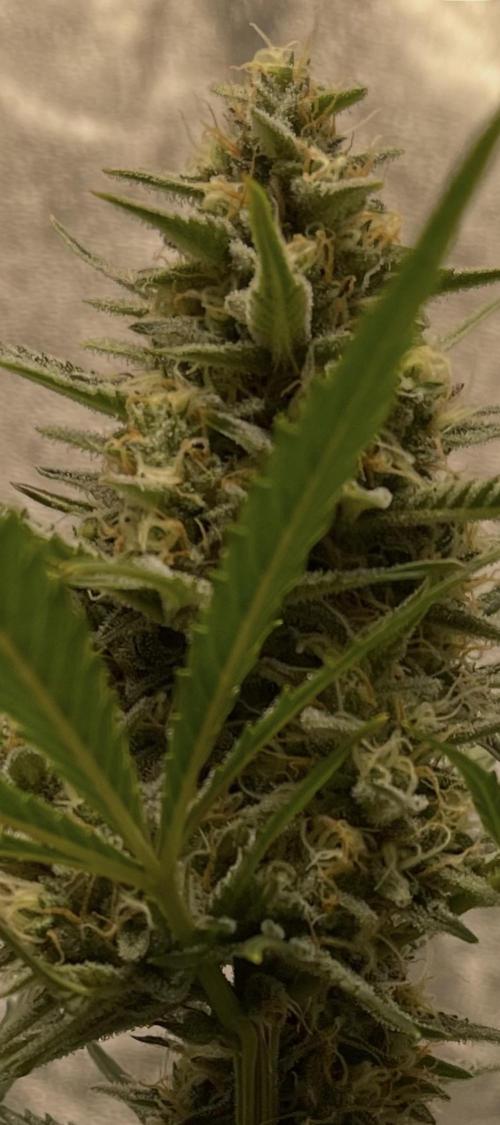 Apple Strudel Autoflower #2. Week 9