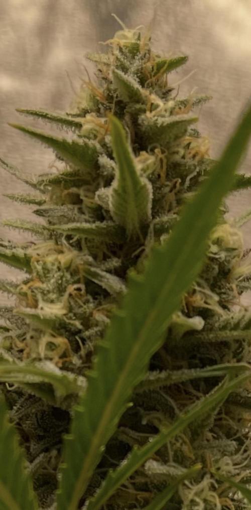 Apple Strudel Autoflower #2. Week 9