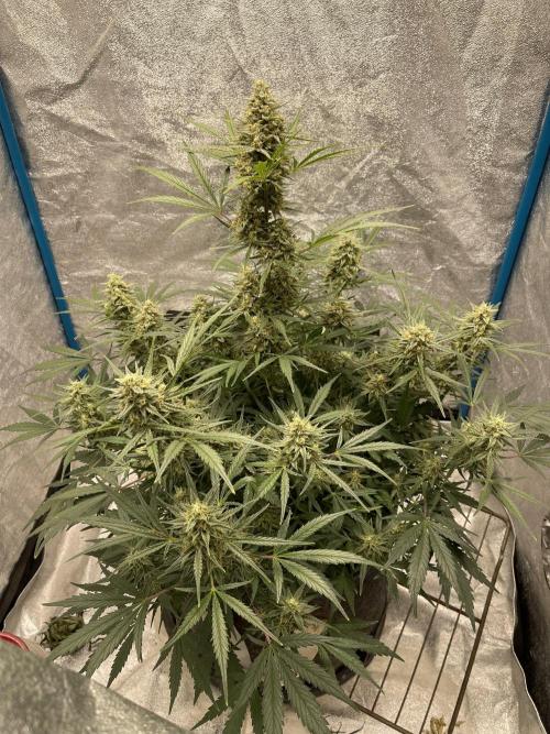 Apple Strudel Autoflower #2. Week 10
