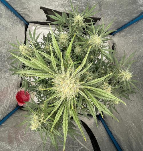 Apple Strudel Autoflower #2. Week 10