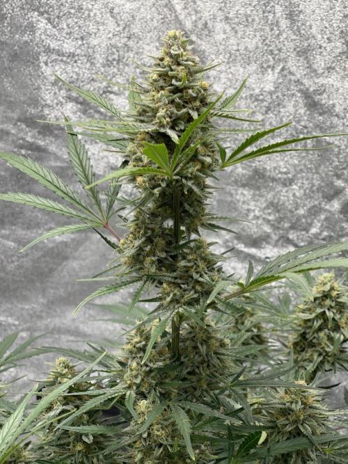 Apple Strudel Autoflower #2. Week 10
