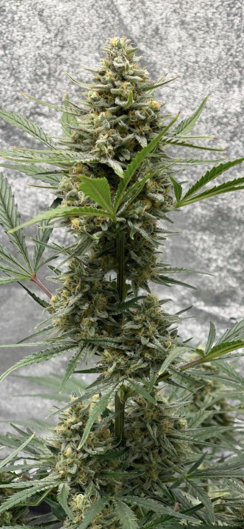 Apple Strudel Autoflower #2. Week 10