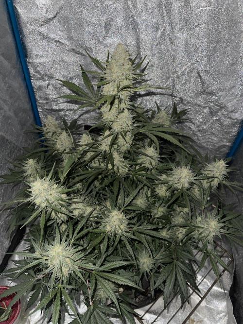 Apple Strudel Autoflower #2. Week 10