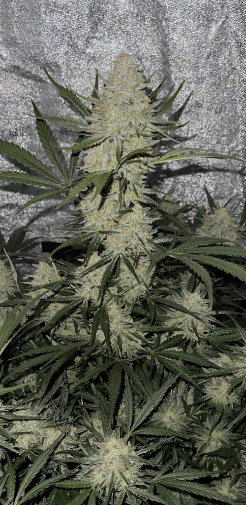 Apple Strudel Autoflower #2. Week 10