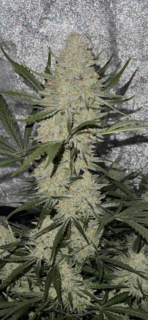 Apple Strudel Autoflower #2. Week 10