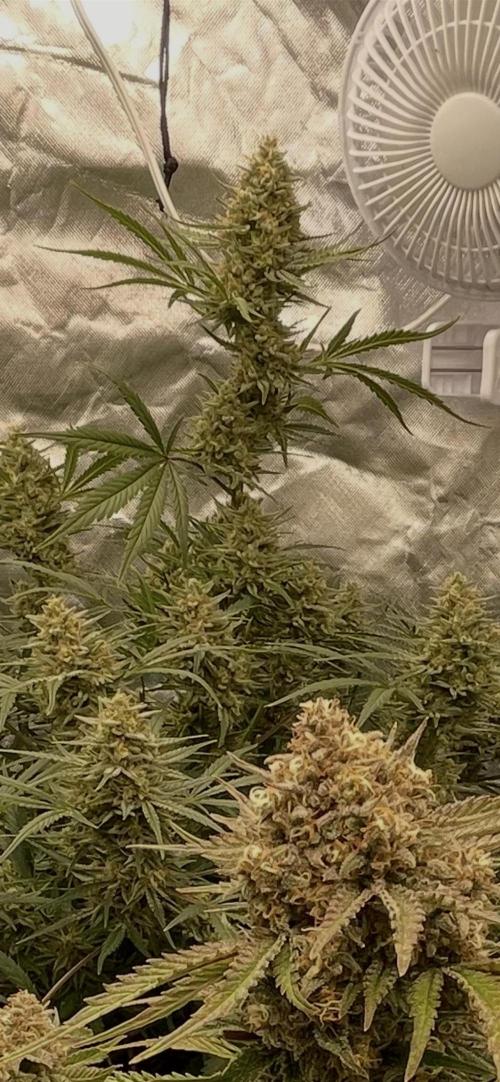 Apple Strudel Autoflower #2. Week 10