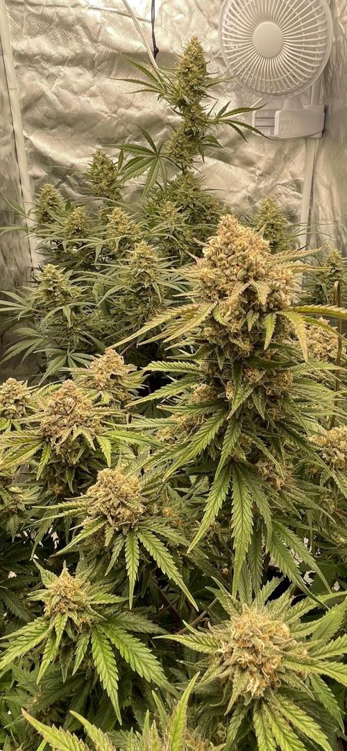 Apple Strudel Autoflower #2. Week 10 - She’s in the back.. had to move her.. now she’s rooming with a cherry cola RF3..