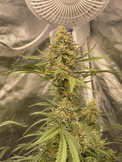 Apple Strudel Autoflower #2. Week 10