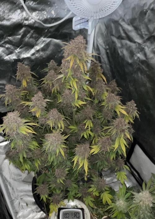 Banana Purple Punch RF3 auto #1. Week 11