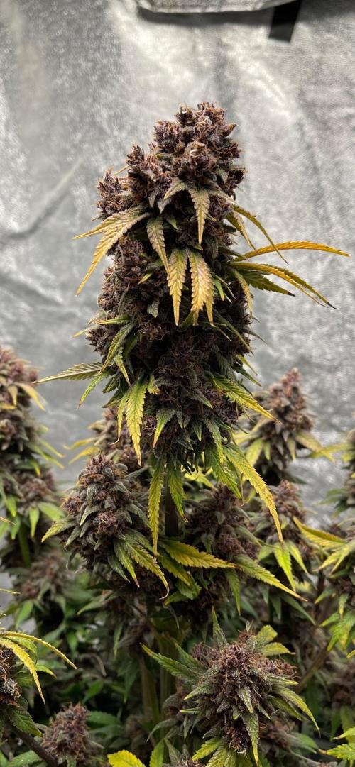 Banana Purple Punch RF3 auto #1. Week 11