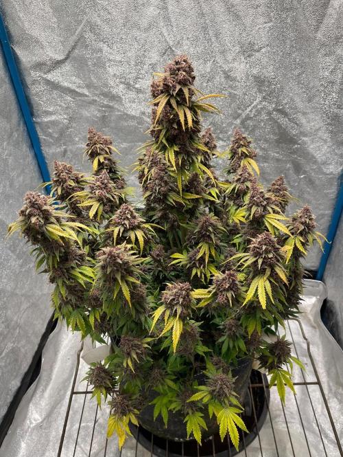 Banana Purple Punch RF3 auto #1. Week 11