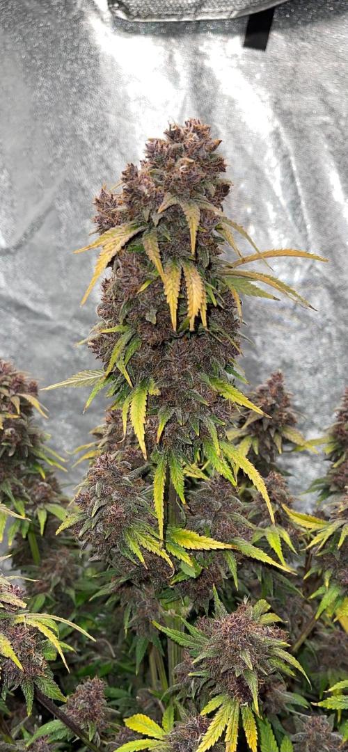 Banana Purple Punch RF3 auto #1. Week 11