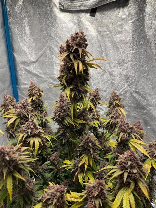 Banana Purple Punch RF3 auto #1. Week 11