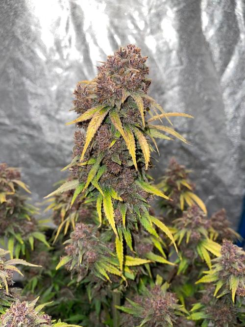 Banana Purple Punch RF3 auto #1. Week 11