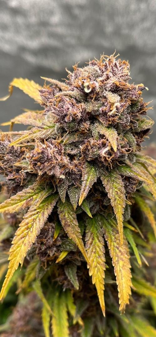 Banana Purple Punch RF3 auto #1. Week 11