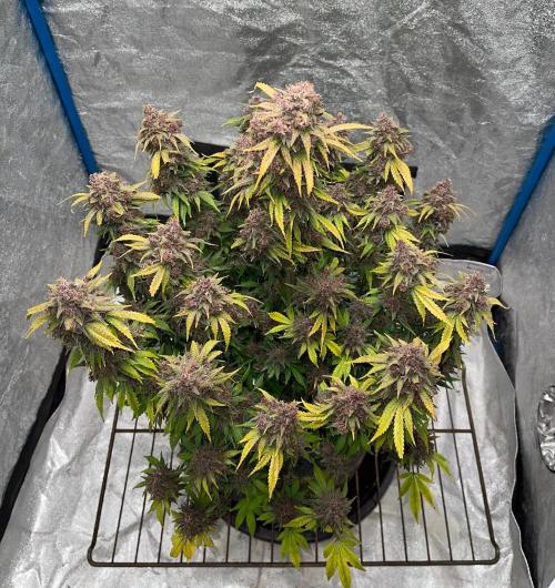 Banana Purple Punch RF3 auto #1. Week 11