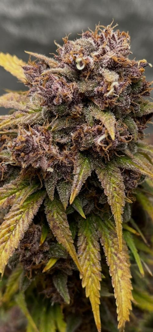Banana Purple Punch RF3 auto #1. Week 11