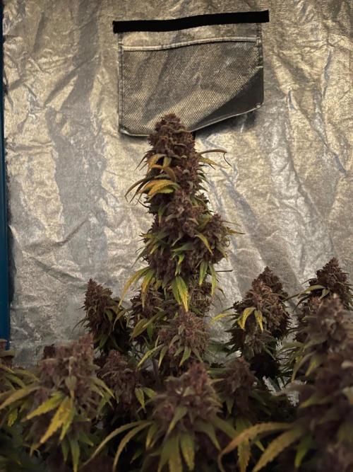 Banana Purple Punch RF3 auto #1. Week 11