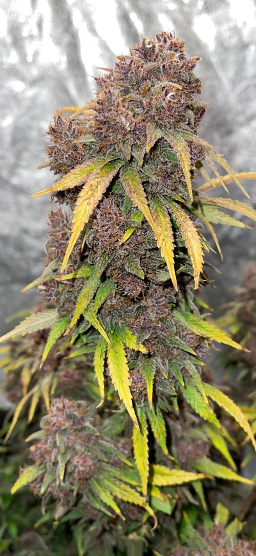 Banana Purple Punch RF3 auto #1. Week 11