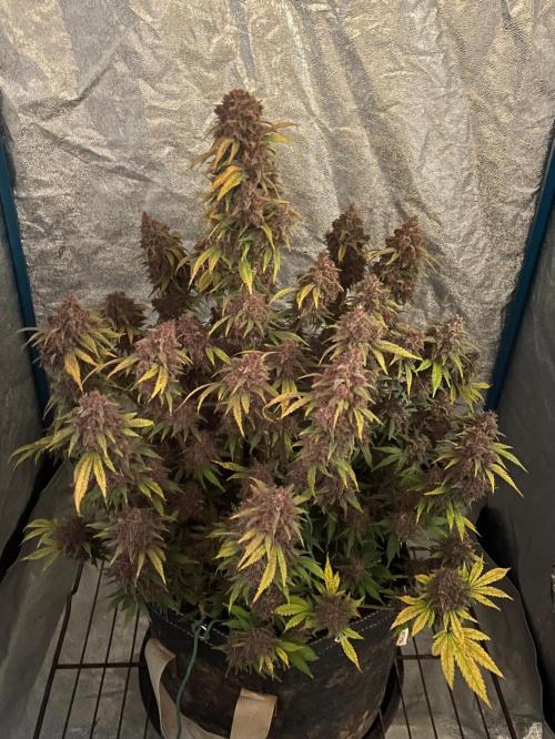 Banana Purple Punch RF3 auto #1. Week 12