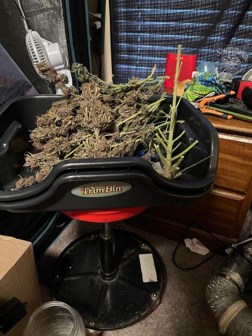 Banana Purple Punch RF3 auto #1. Week 12